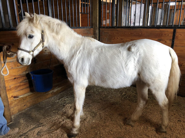 Endocrine Disease Evaluation - Equine Internal Medicine and Diagnostic ...